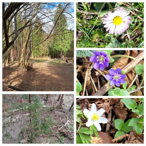 Waldblumen