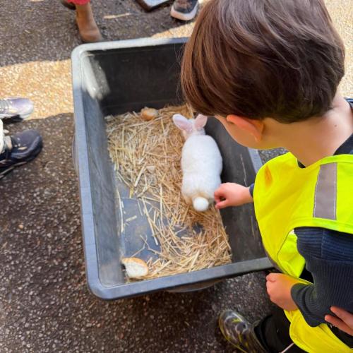 K4 mit Hase