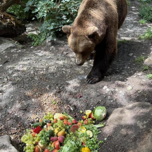 Bär mit Obst