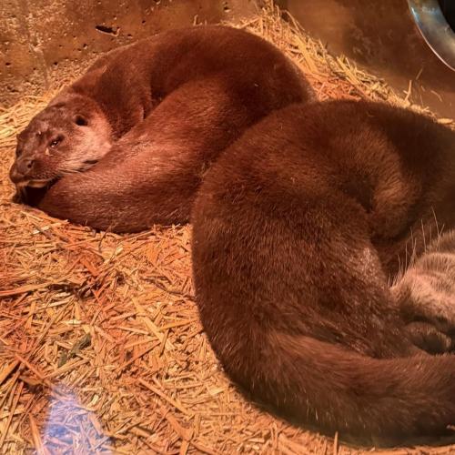 Zwei Otter
