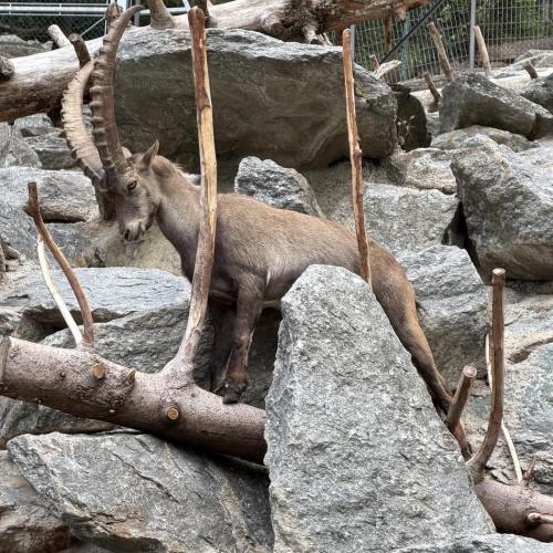 Steinbock auf Felsen