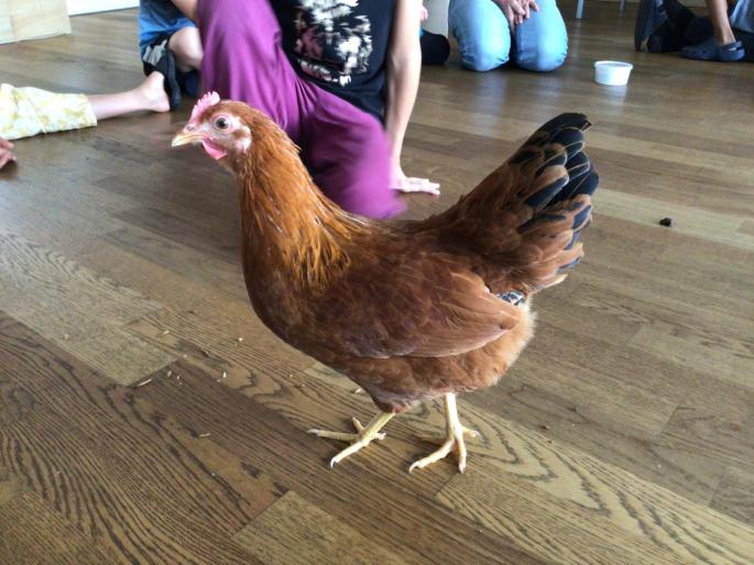 © Michaela Mairer ein Huhn im Klassenzimmer