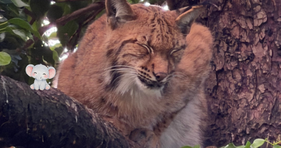 Ein Luchs am Baum