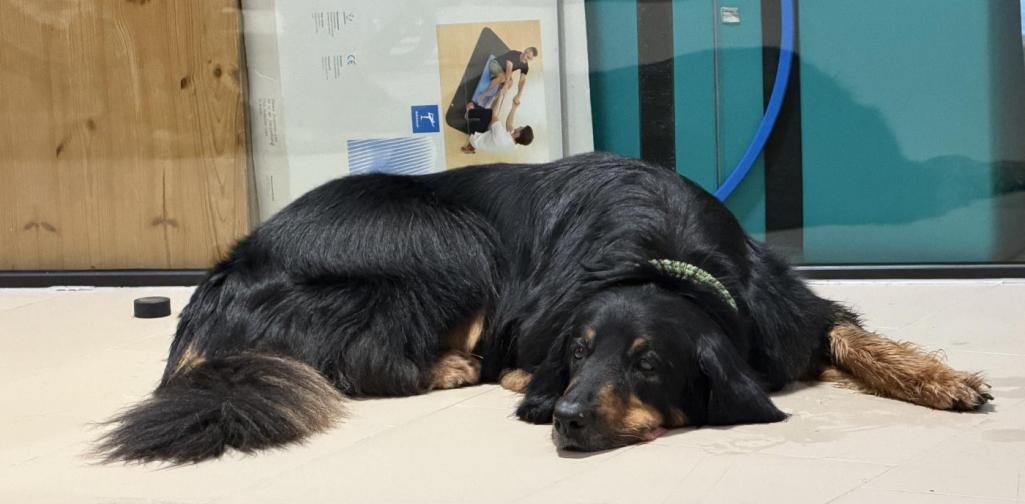 Hund2 Hund2